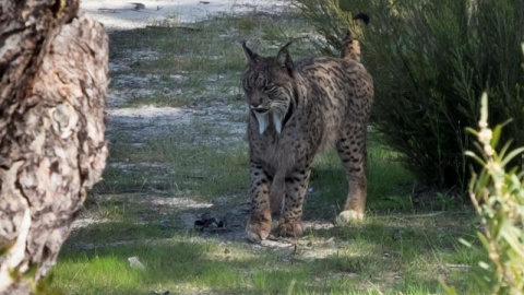 Una hembra de lince ibérico que reside en el Observatorio de Linces del Espacio Natural de Doñana. EFE/Julián Pérez Una hembra de lince ibérico que reside en el Observatorio de Linces del Espacio Natural de Doñana. EFE/Julián Pérez