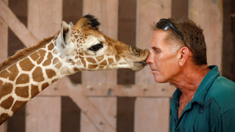 El guarda de Safari Guy Pear consigue un beso de una jirafa de cinco días de vida en el Safari Zoo en Ramat Gan, cerca de Tel Aviv, Israel. REUTERS/Baz Ratner