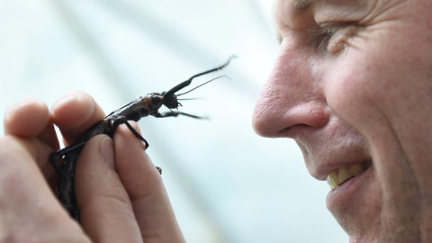 Lord Howe Island, también llamado "el insecto más raro del mundo", está incluido en la lista de especies en peligro de extinción. La especie se creía extinta en 1920, y sólo en 2001 fue redescubierta por dos científicos australianos en el p