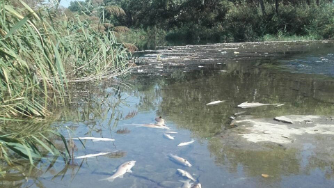 Imagen de los peces muertos en el río Henares. Imagen de los peces muertos en el río Henares.