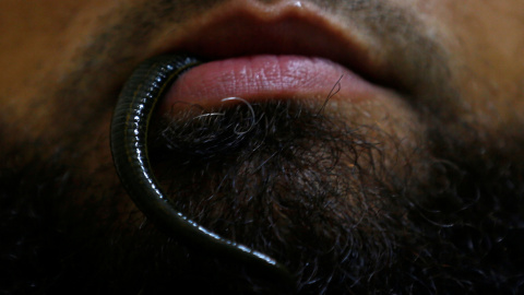 Al Sheikh Mohamed El - Sayed utiliza una sanguijuela que chupa la sangre en la boca como parte de su terapia en un centro médico de las afueras de El Cairo, Egipto. REUTERS / Amr Abdallah Dalsh