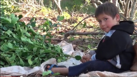 Uno de los tres niños fallecidos en 2013 al volcar el camión que los transportaba hacia el Yerbal de mate en Misiones y cuya imagen preside la recogida de firmas en Change.org contra el trabajo infantil Uno de los tres niños fallecidos en 2013 al volcar el camión que los transportaba hacia el Yerbal de mate en Misiones y cuya imagen preside la recogida de firmas en Change.org contra el trabajo infantil