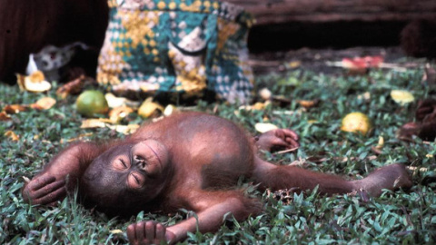 Un joven orangután de Borneo (Pongo pygmaeus), una de las especies clasificadas en la categoría ‘en peligro crítico’ Un joven orangután de Borneo (Pongo pygmaeus), una de las especies clasificadas en la categoría ‘en peligro crítico’
