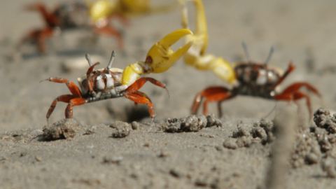Los machos del género Uca presentan una pinza desproporcionadamente grande respecto a la otra. Las hembras no la tienen. ANU Los machos del género Uca presentan una pinza desproporcionadamente grande respecto a la otra. Las hembras no la tienen. ANU