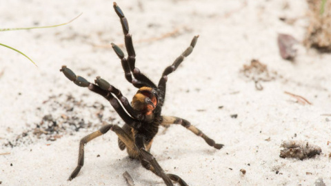Un individuo de Ceratogyrus attonitifer en posición de ataque levantando las patas delanteras en su hábitat natural. / Kostadine Luchansky Un individuo de Ceratogyrus attonitifer en posición de ataque levantando las patas delanteras en su hábitat natural. / Kostadine Luchansky