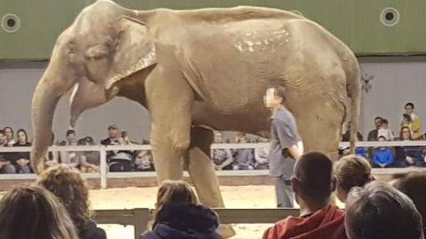 La elefanta Dumba, durante un espectáculo/ FAADA La elefanta Dumba, durante un espectáculo/ FAADA