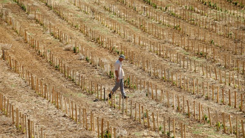 Un agricultor camina por su viñedo perjudicado por la sequía en Aumelas, Francia. El sur de Francia está viviendo la que se ha considerado la peor sequía de la última década. EFE/Guillaume Horcajuelo
