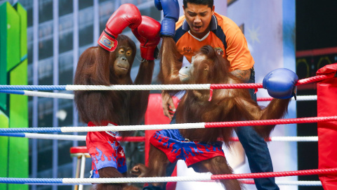 Orangutanes participan en un combate de kickboxing en el parque Safari World, en el distrito de Minburi, Bangkok (Tailandia). Este tipo de espectáculos son utilizados como entretenimiento para los turistas y despiertan la ira de los defenso