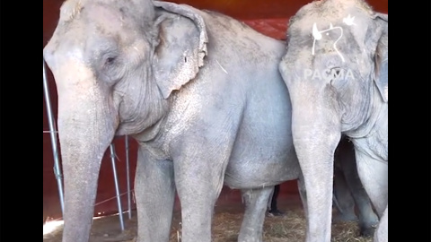 Imágenes de las elefantas accidentadas captadas por el Partido Animalista Pacma. Imágenes de las elefantas accidentadas captadas por el Partido Animalista Pacma.