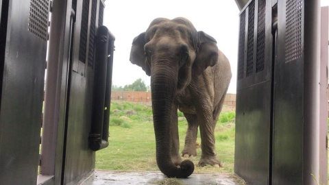 La elefanta Ramba ingresa a un corral de transporte para su traslado desde un zoológico chileno a un santuario de conservación de animales en Brasil, en Rancagua, Chile, el 15 de octubre de 2019. / REUTERS. La elefanta Ramba ingresa a un corral de transporte para su traslado desde un zoológico chileno a un santuario de conservación de animales en Brasil, en Rancagua, Chile, el 15 de octubre de 2019. / REUTERS.