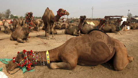 Un camello decorado descansa en el mercado de animales en las afueras de Karachi, Pakistán, 21 de septiembre de 2015. REUTERS/Akhtar Soomro