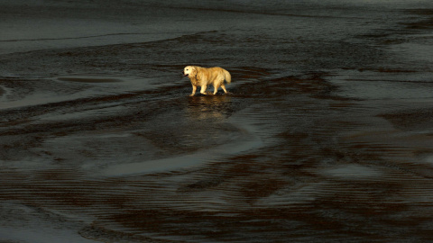 A dog walks on East Strand beach in the town of Portrush near the Giants Causeway in Northern Ireland January 2, 2015. REUTERS/Cathal McNaughton