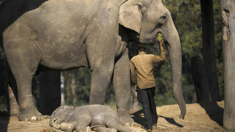 A one and a half months old baby elephant sleeps as a mahout feeds its mother before leaving for the jungle at Chitwan National Park in Chitwan, south of Kathmandu December 30, 2014. REUTERS/Navesh Chitrakar