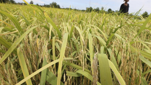 Una agricultora camboyana camina por un campo de arroz en la provincia de Kandal, Camboya. EFE/Kith Serey