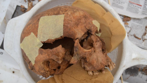 Uno de los cráneos encontrados en la excavaciones de Villanueva de la Serena.