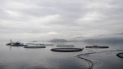Piscifactoría para la cría de salmones de la firma noruega Leroy, en la bahía de Hitra, cerca de Trondheim. AFP/Céline Serrat Piscifactoría para la cría de salmones de la firma noruega Leroy, en la bahía de Hitra, cerca de Trondheim. AFP/Céline Serrat