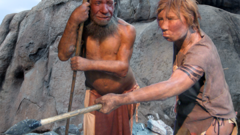 Se han encontrado mutaciones propias de los pelirrojos en el genoma de los neandertales, la especie anterior al humano moderno, que se extinguió hace unos 40.000 años y pobló zonas de Europa y Oriente Medio.Neandertal Museum