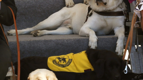 Ejemplares adultos de perros guía en la inauguración de la exposición "25 años caminando juntos", como parte de los actos del 25 aniversario de la Fundación ONCE del Perro Guía. EFE/Sergio Barrenechea