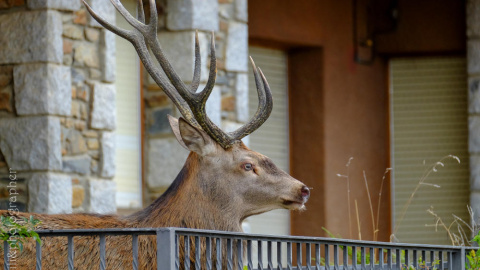 Un ciervo se refugia en un balcón en Llívia huyendo de los cazadores Un ciervo se refugia en un balcón en Llívia huyendo de los cazadores