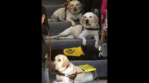 Ejemplares adultos de perros guía en la inauguración de la exposición "25 años caminando juntos", como parte de los actos del 25 aniversario de la Fundación ONCE del Perro Guía. EFE/Sergio Barrenechea