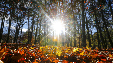 El otoño se apodera de la ciudad austriaca de Innsbruck. REUTERS/Dominic Ebenbichler