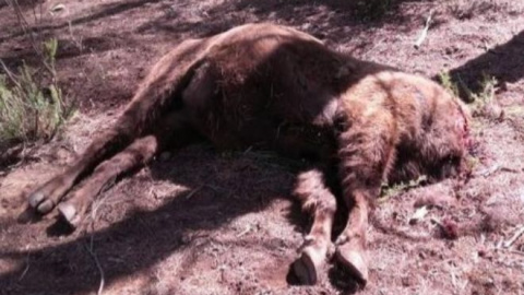 El ejemplar de bisonte decapitado. SEPRONA El ejemplar de bisonte decapitado. SEPRONA
