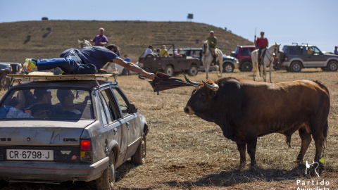 PACMA denuncia los encierros de varios municipios guadalajareños  por ser "un rally contra los toros".