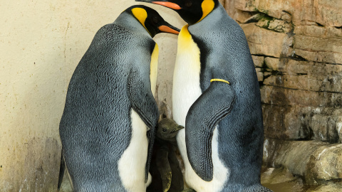 Dos pingüinos rey y su cría, en el zoológico de Schönbrunn en Viena , Austria. Tiergarten Schönbrunn / Daniel Zupanc