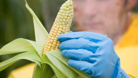 El maiz MON810 es el único transgénico que se cultiva por ahora en Europa. El maiz MON810 es el único transgénico que se cultiva por ahora en Europa.