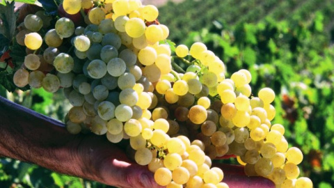 La técnica del chileno Anareda permitiría, con cualquier tipo de uva, regular la cantidad de alcohol.