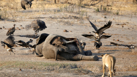 23/10/2019-. Un león acercándose al cadáver de un elefante en el Parque Nacional Hwange, en Zimbabwe. REUTERS / Philimon Bulawayo 23/10/2019-. Un león acercándose al cadáver de un elefante en el Parque Nacional Hwange, en Zimbabwe. REUTERS / Philimon Bulawayo