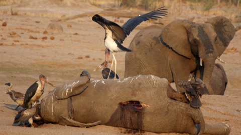 23/10/2019.- Una cigüeña sobre el cadáver de un elefante en el Parque Nacional Hwange, en Zimbabwe. REUTERS / Philimon Bulawayo 23/10/2019.- Una cigüeña sobre el cadáver de un elefante en el Parque Nacional Hwange, en Zimbabwe. REUTERS / Philimon Bulawayo