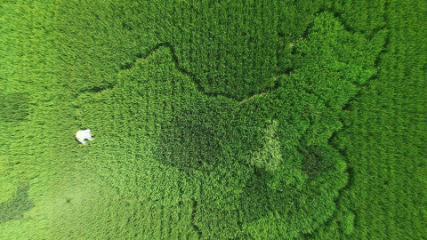 Un hombre trabaja en un campo de arroz, donde se siembra la cosecha en una forma que se parece a un mapa de China, en vísperas del Día Nacional de China, en Shanghai. REUTERS