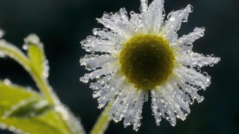 Una flor cubierta de escarcha fotografiada cerca de Zabar, a unos 137 kilómetros al noreste de Budapest (Hungría). EFE/Peter Komka