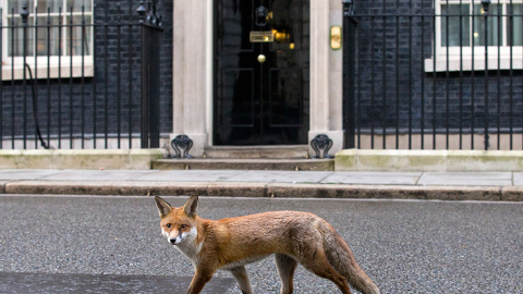 Un zorro pasa por ante el número 10 de Downing Street. /JUSTIN TALLIS (AFP)