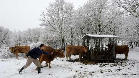 n hombre con su ganado en Parada de Sil (Ourense), que amanecía hoy bajo nevado debido al temporal de frío y viento que afecta a Galicia y gran parte de la península. EFE/Brais Lorenzo