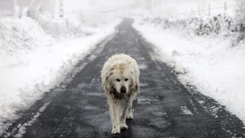 Un perro deambula por una carretera secundaria cercana a la localidad de Casardonsola (Montederramo), que amanecía hoy nevado debido al temporal de frío y viento que afecta a Galicia y gran parte de la península. EFE/Brais Lorenzo