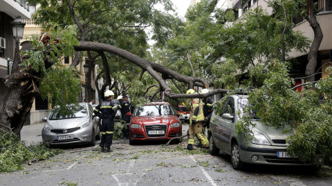 La caída de un árbol en una céntrica calle a consecuencia del fuerte viento que sopla en Valencia ha dañado tres vehículos que se encontraban en la zona sin generar daños personales. EFE/ Juan Carlos Cárdenas