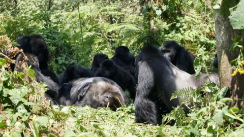 Un grupo de gorilas de Grauer se reúne alrededor del cuerpo de un gorila macho en el bosque del Parque Nacional Kahuzi-Biega. / Dian Fossey Gorilla Fund International Un grupo de gorilas de Grauer se reúne alrededor del cuerpo de un gorila macho en el bosque del Parque Nacional Kahuzi-Biega. / Dian Fossey Gorilla Fund International