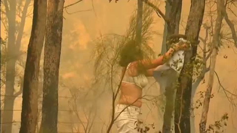Emotivo rescate de un koala de entre las llamas de un incendio forestal en SÃdney Emotivo rescate de un koala de entre las llamas de un incendio forestal en SÃdney