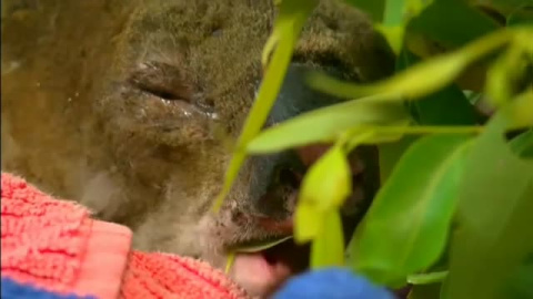 El koala rescatado del fuego en Australia se reúne con su salvadora El koala rescatado del fuego en Australia se reúne con su salvadora