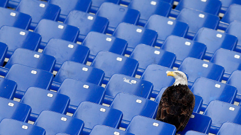 La mascota del Lazio, un águila de cabeza blanca llamada Olimpia, aterriza en las gradas. en el Estadio Olímpico de Roma. /ALESSANDRO BIANCHI (REUTERS)