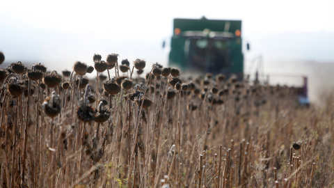 Una máquina cosechadora trabaja durante la temporada de recolección del girasol en el pueblo de Kalinovskoye en la región de Stavropol, Rusia. REUTERS / Eduard Korniyenko