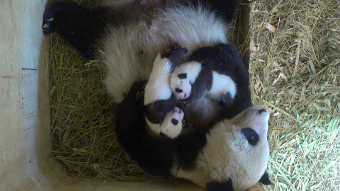 El panda gigante Yang Yang y sus cachorros gemelos nacidos en agosto viven en el Zoo de Schönbrunn en Viena, Austria. Schönbrunn Zoo / Handout través REUTERS