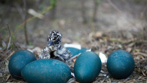 Los huevos de emú son de color verde oscuro. / Barry Armstead Photography