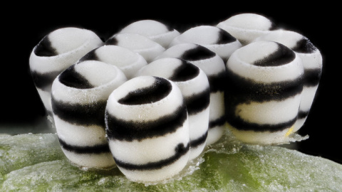 Los huevos de la chinche arlequín ('Murganta histriónica') son irregulares y blancos y negros. Se realizan entre cinco y siete puestas de varias decenas de huevos que tardan 15 días en eclosionar. / USGS Bee Inventory and Monitoring Lab