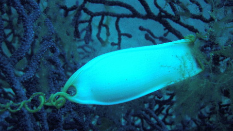 Huevo de alitán ('Scyliorhinus stellaris'). / Alfiero Brisotto