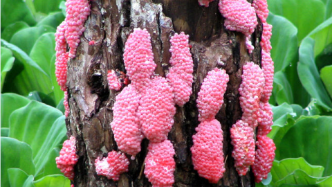 Huevos de caracol manzana ('Pomacea canaliculata') puestos en una planta acuática. / Shan Lv, National Institute of Parasitic Diseases