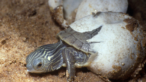 Una cría de tortuga mapa del norte ('Graptemys geographica') eclosiona de su huevo. / James H. Harding