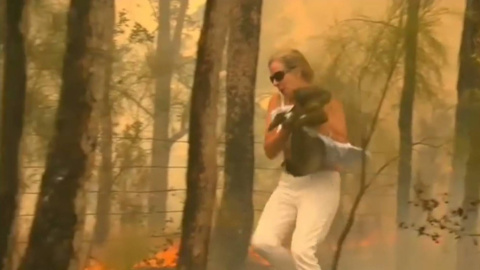 Toni Doherty, durante el rescate del koala en Port Macquarie (Australia). REUTERS Toni Doherty, durante el rescate del koala en Port Macquarie (Australia). REUTERS